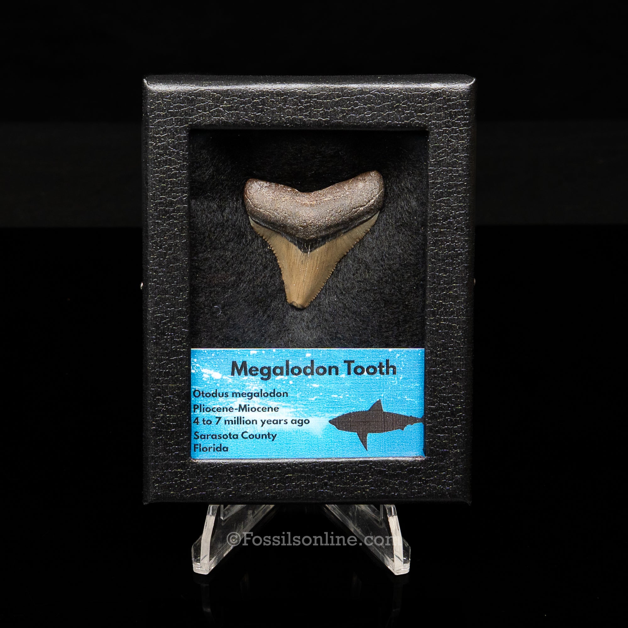 Florida Megalodon Sm Case