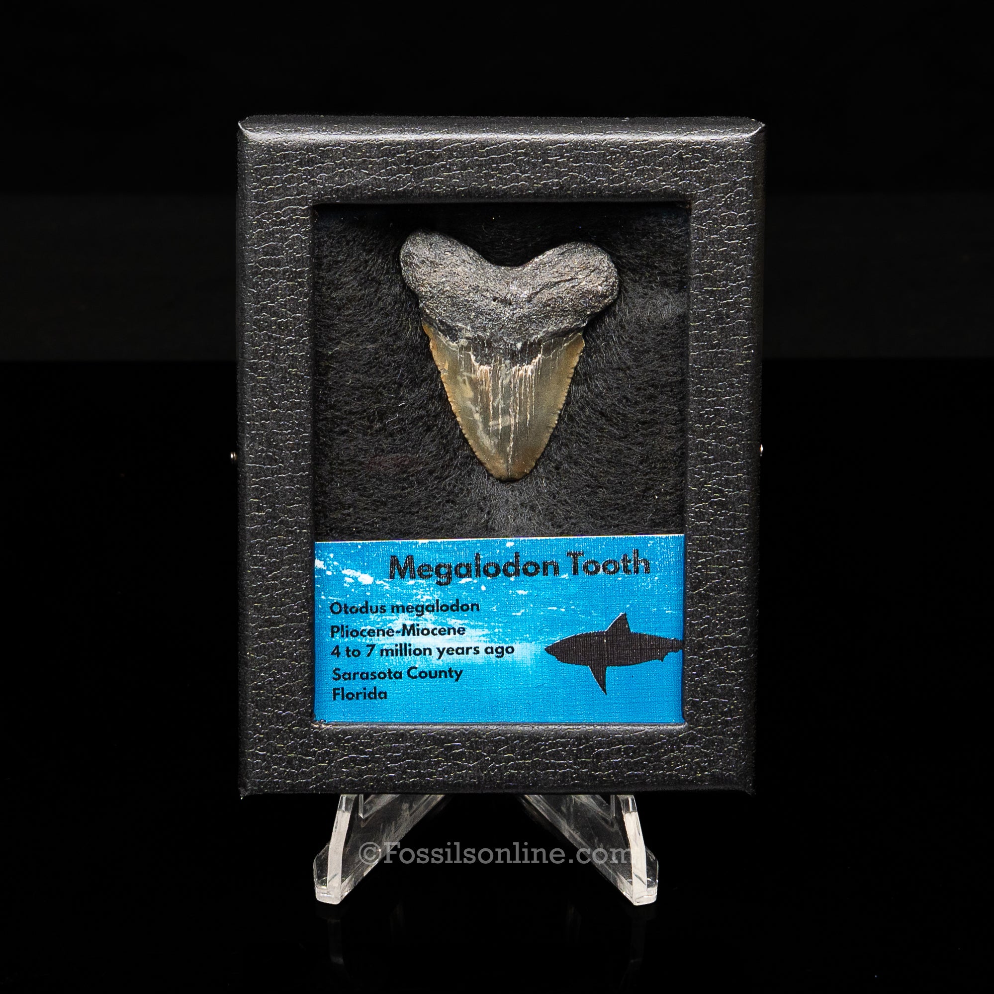Florida Megalodon Sm Case