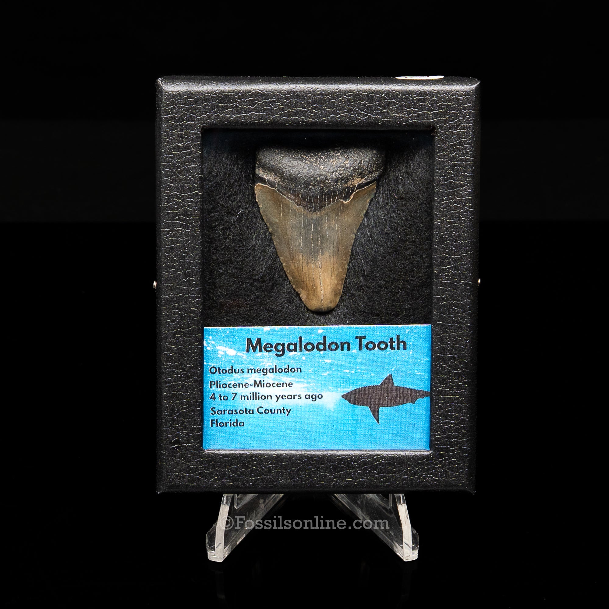 Florida Megalodon Sm Case