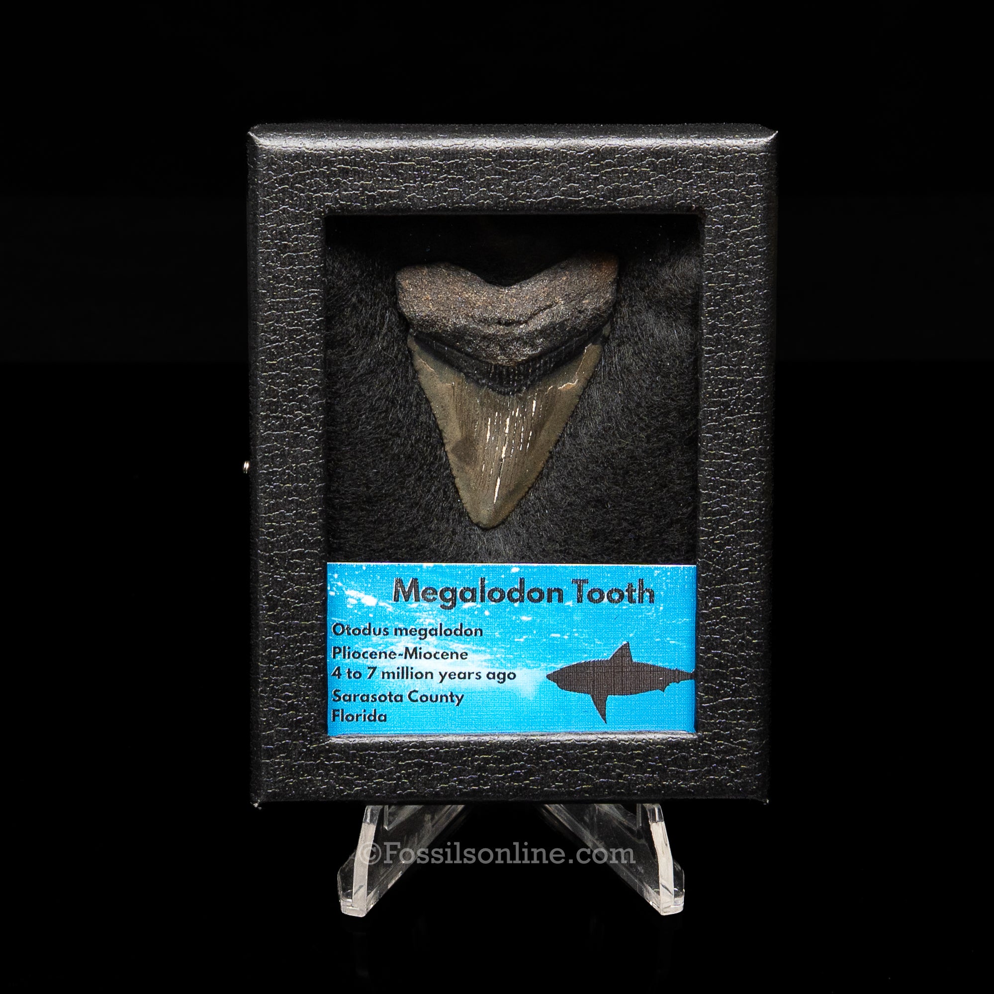 Florida Megalodon Sm Case