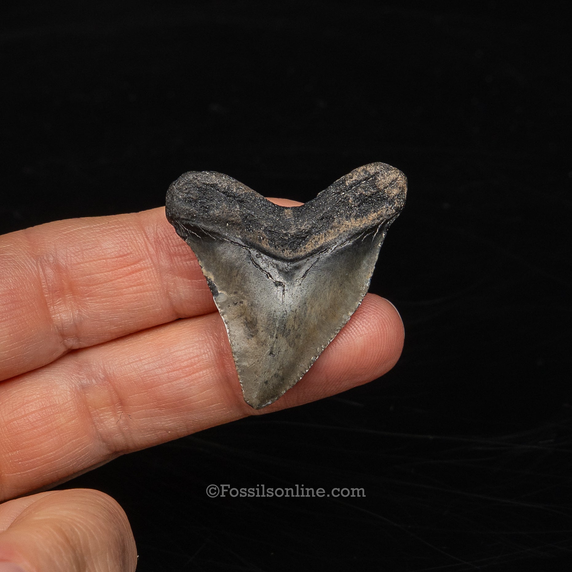 Baby Megalodon Sm Case