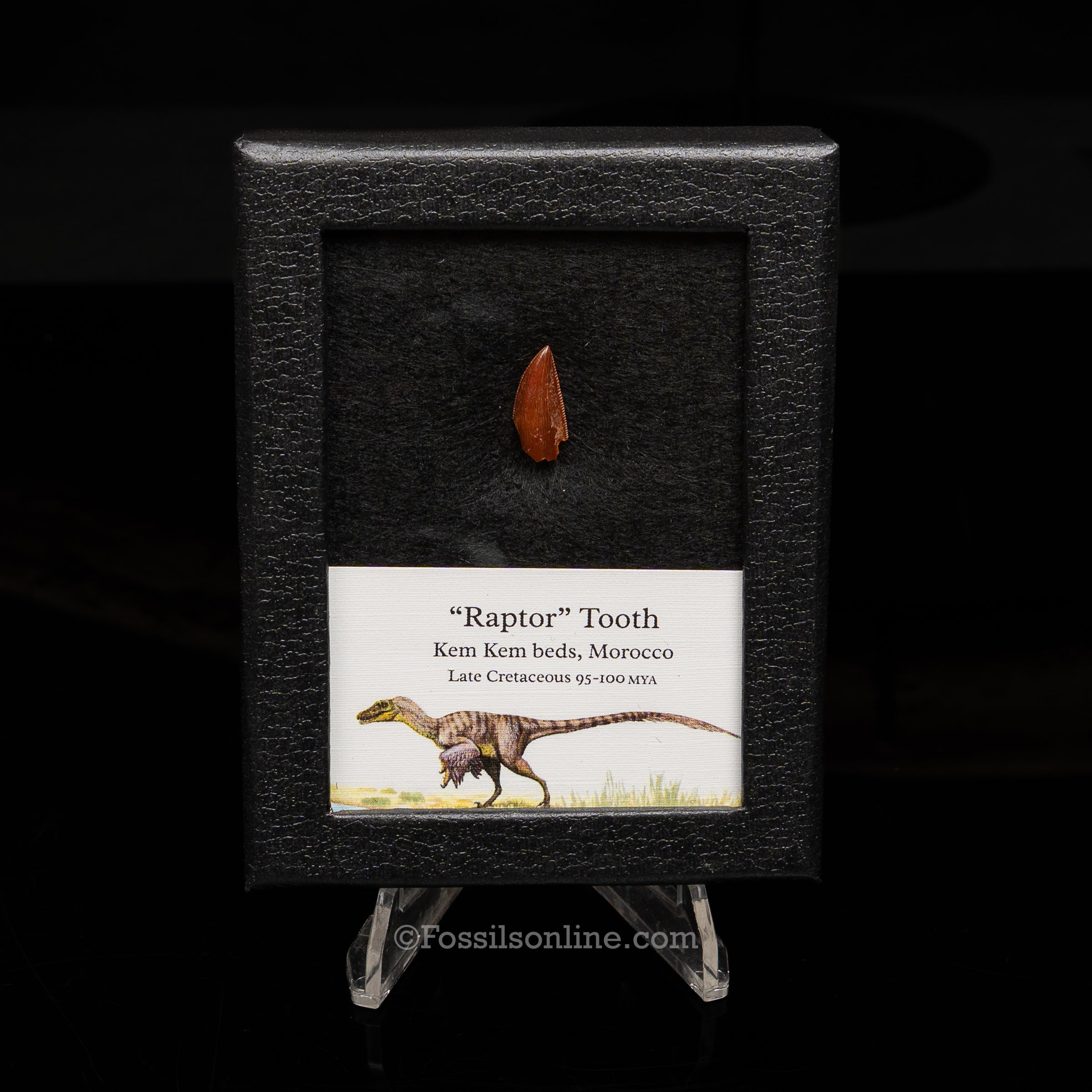 Theropod Dinosaur Tooth "Raptor" in a sm display case