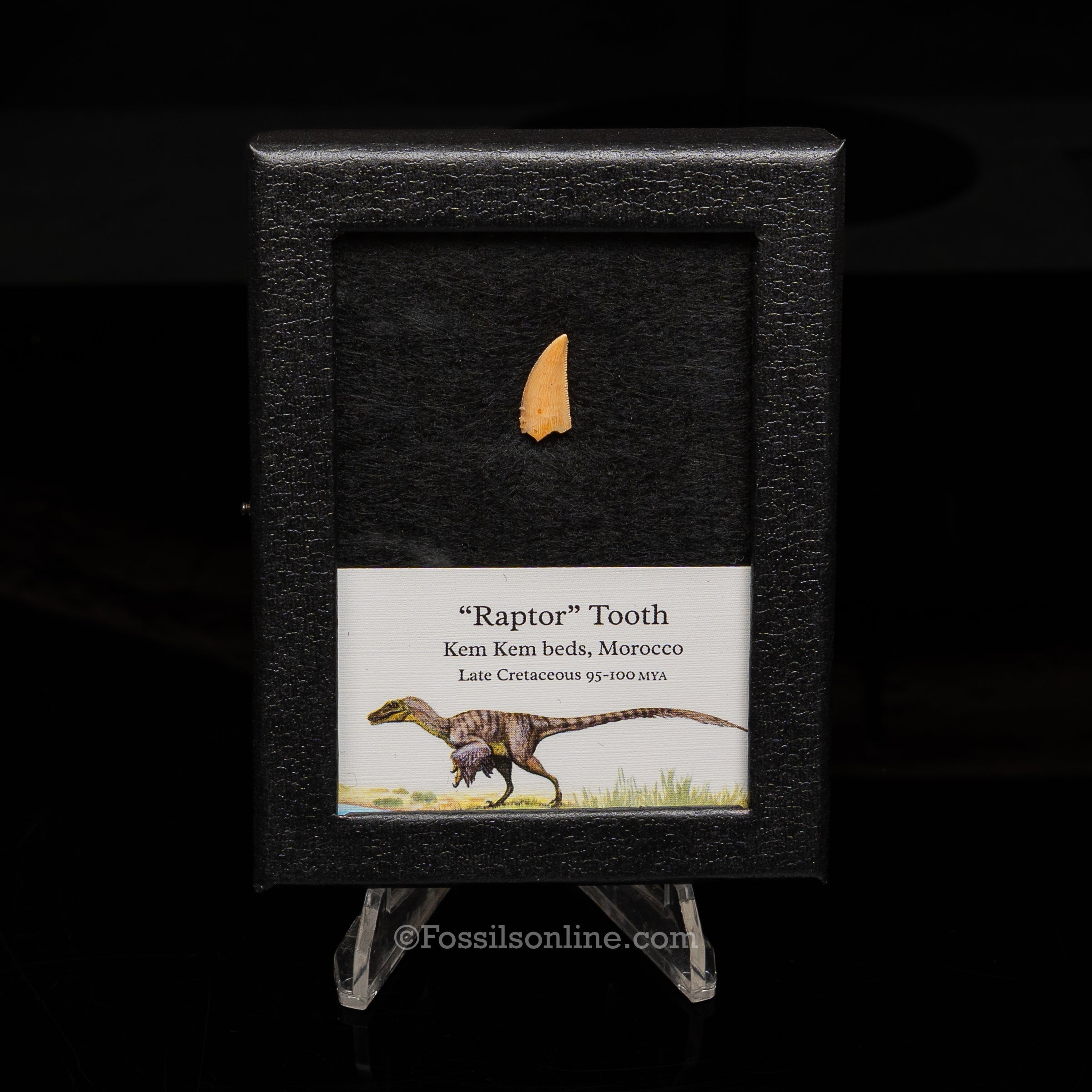 Theropod Dinosaur Tooth "Raptor" in a sm display case