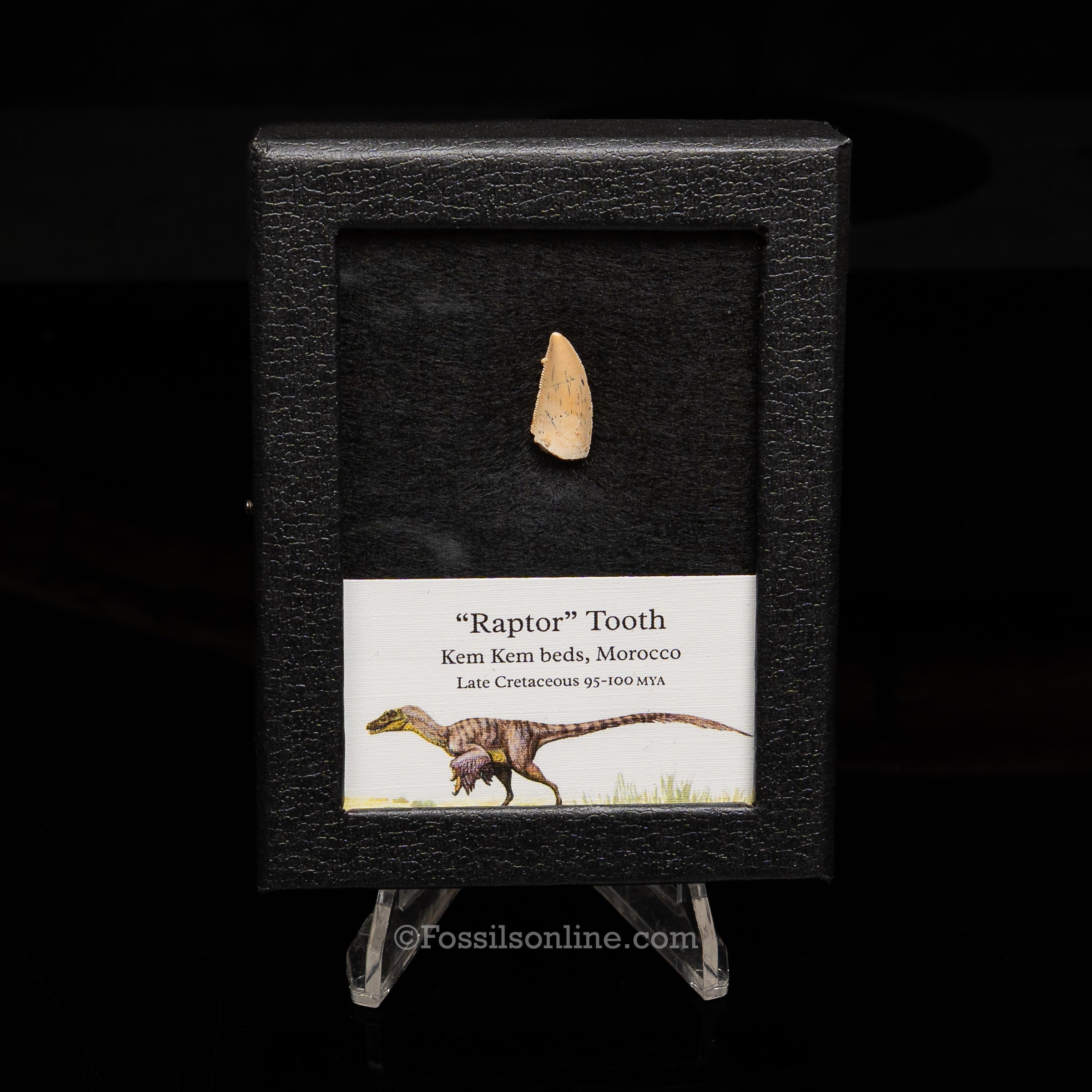 Theropod Dinosaur Tooth "Raptor" in a sm display case