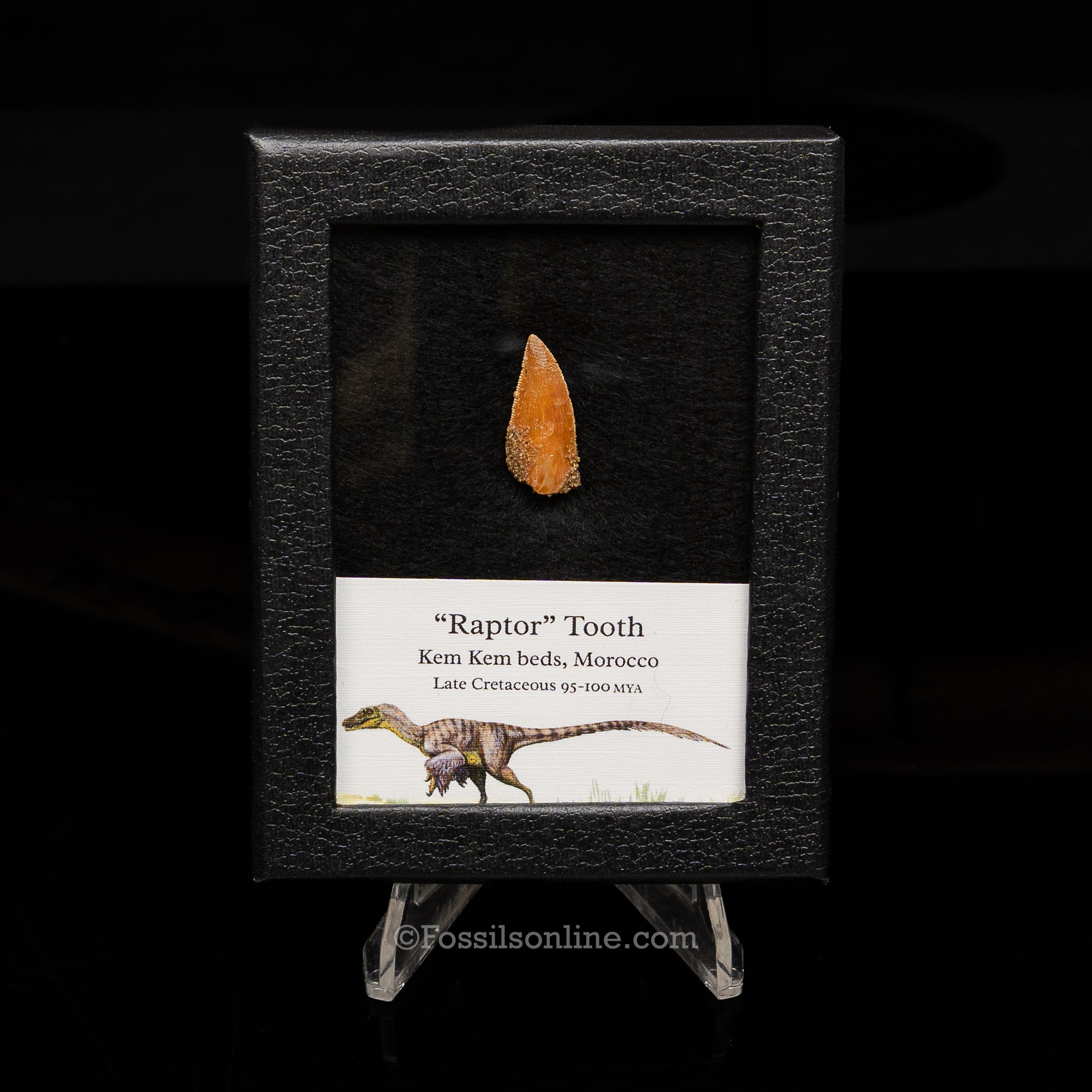 Choice Theropod Dinosaur Tooth "Raptor" in a sm display case