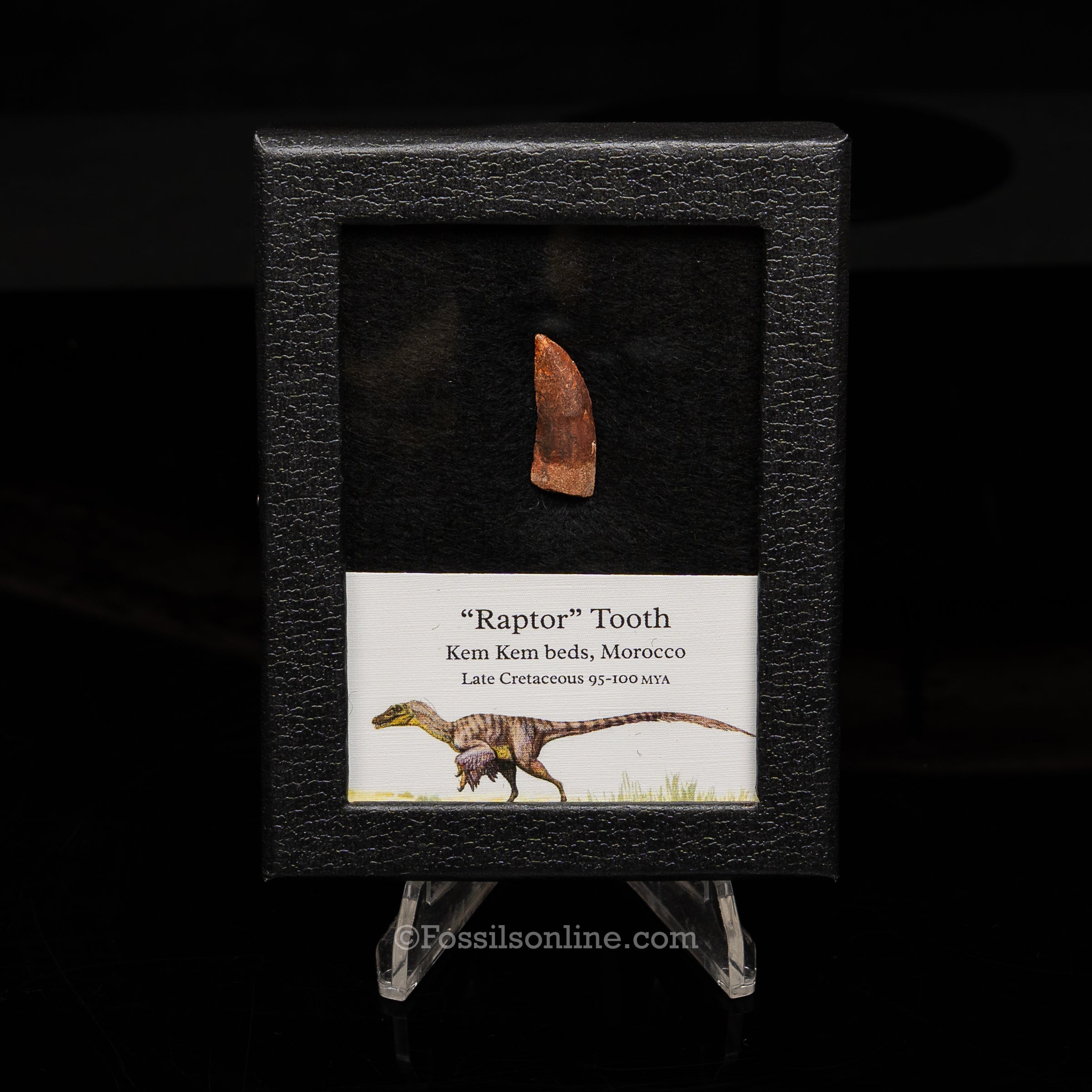 Choice Theropod Dinosaur Tooth "Raptor" in a sm display case