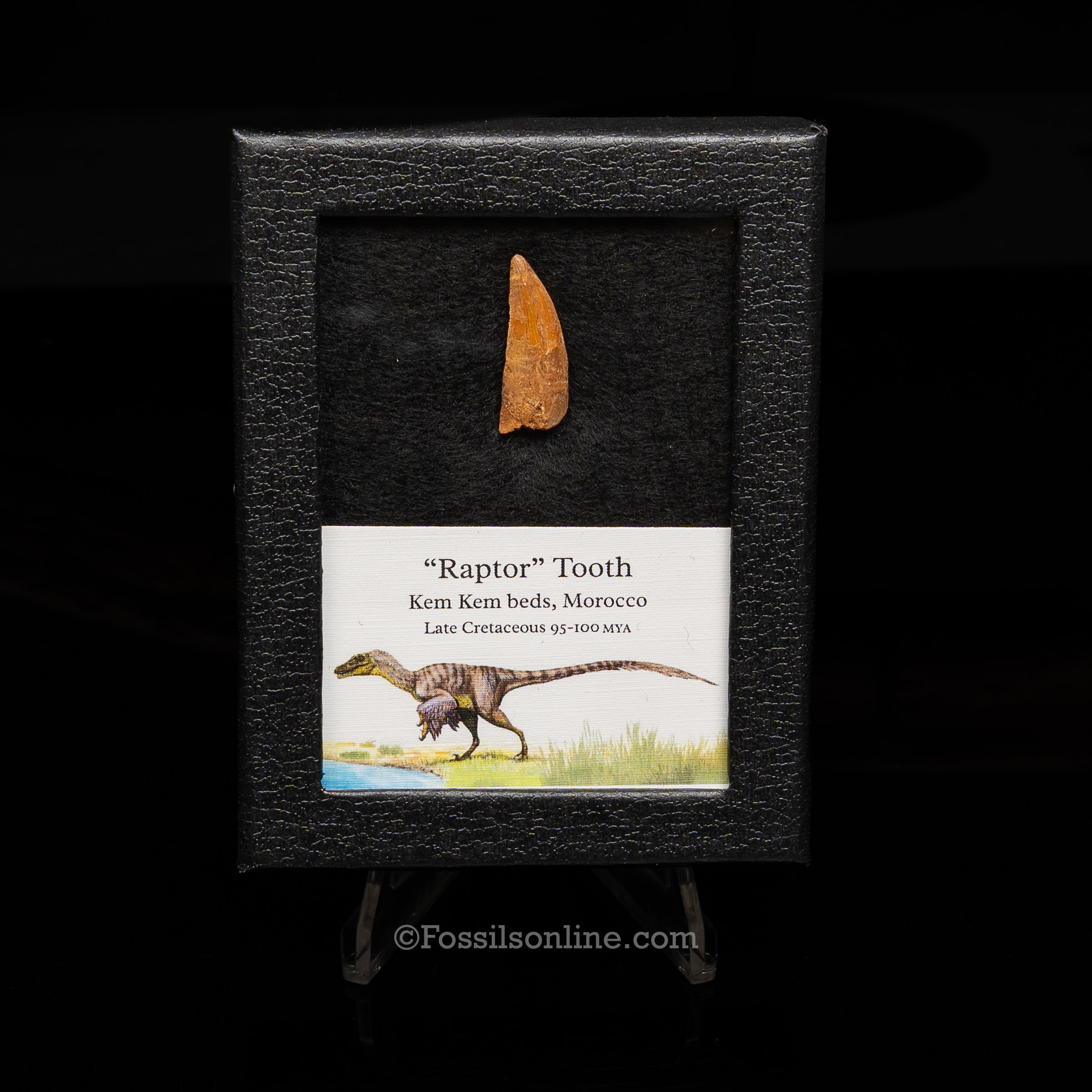 Choice Theropod Dinosaur Tooth "Raptor" in a sm display case