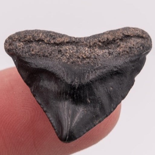 Infant Venice Megalodon Shark Tooth