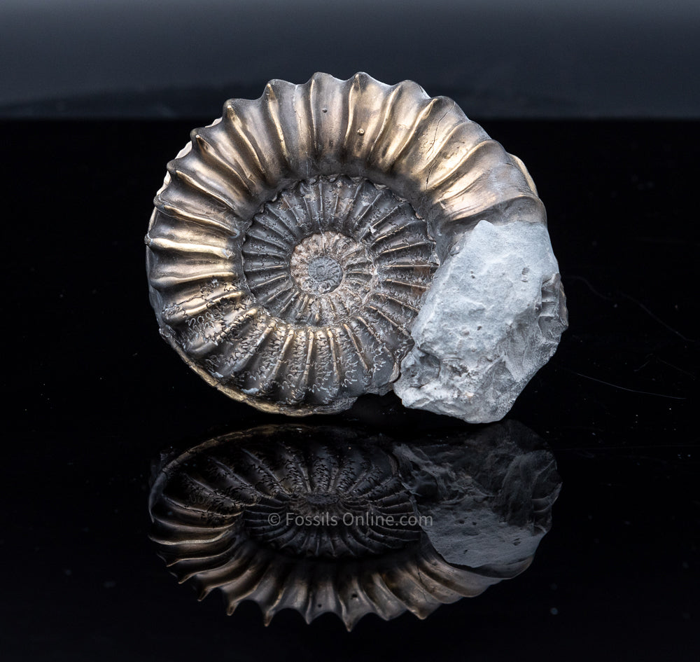 XLG Fossil Pyritized Ammonite Pleuroceras Jurassic Germany