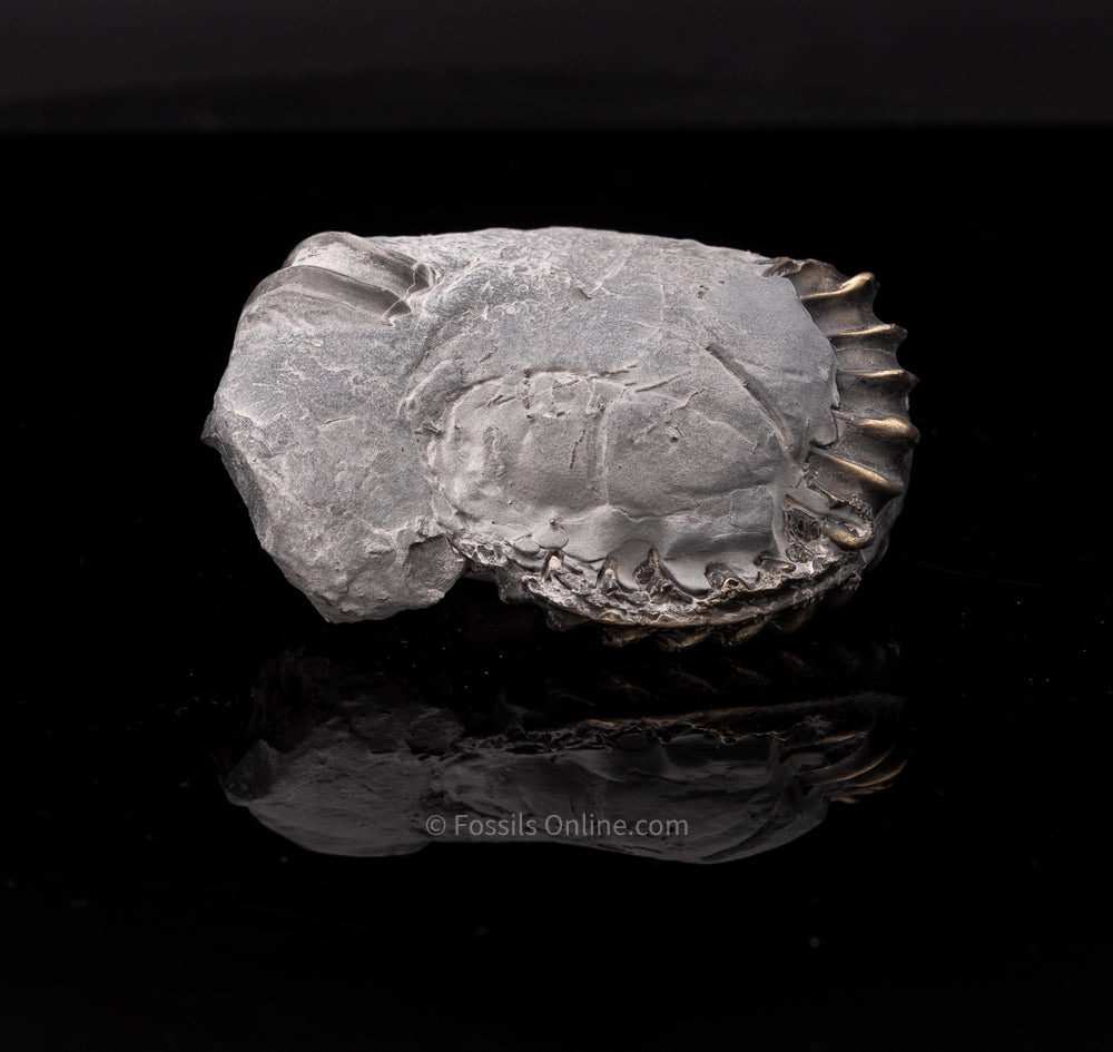 XLG Fossil Pyritized Ammonite Pleuroceras Jurassic Germany