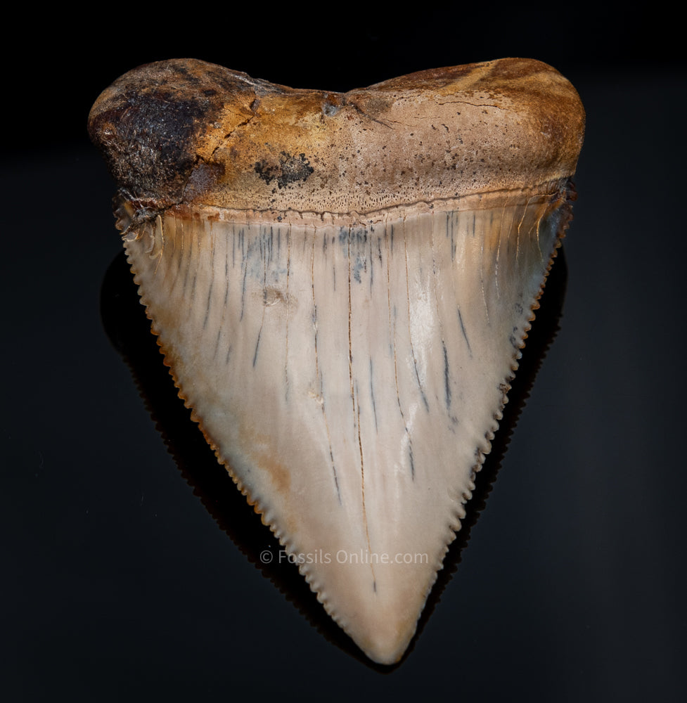 Fossil Great White Chile 2.98"