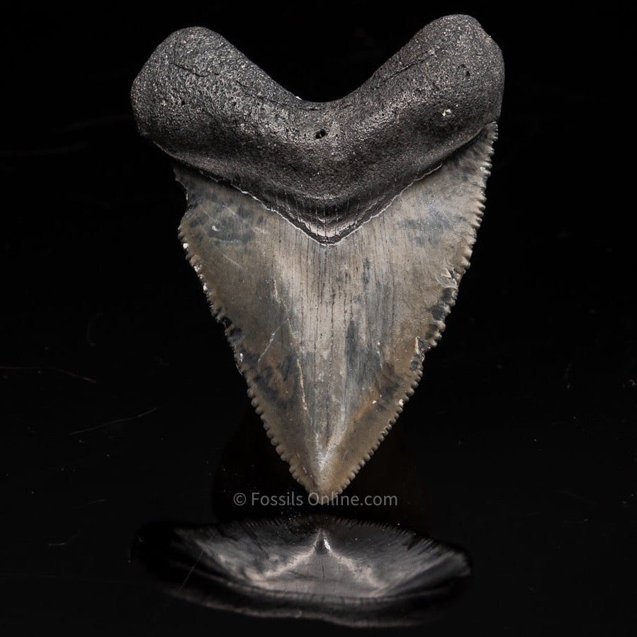 Venice Megalodon Shark Tooth