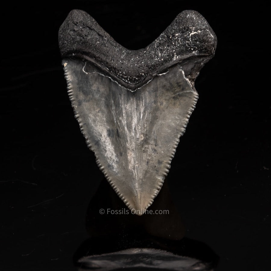 Venice Megalodon Shark Tooth