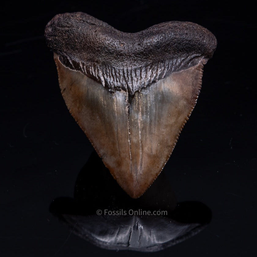 SC Megalodon Shark Tooth