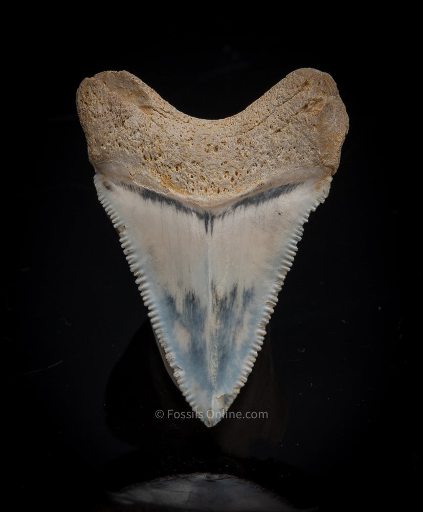Finest Bone Valley Megalodon Tooth