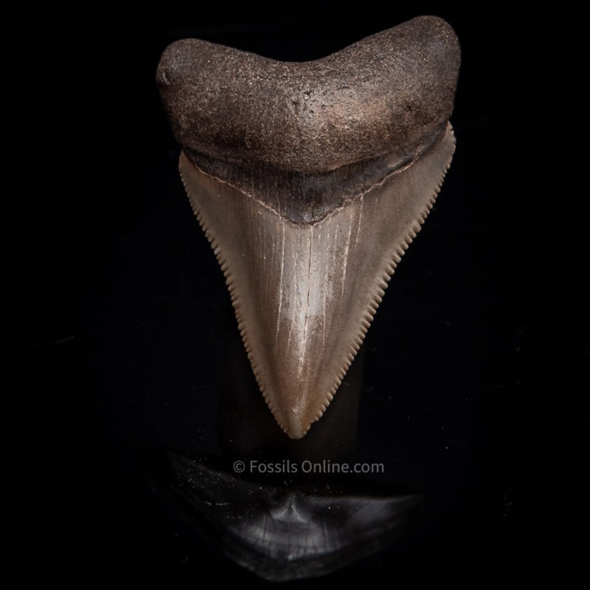 Florida Megalodon shark Tooth