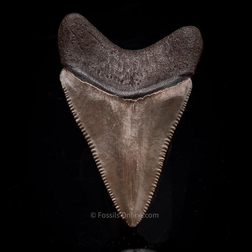 Florida Megalodon shark Tooth