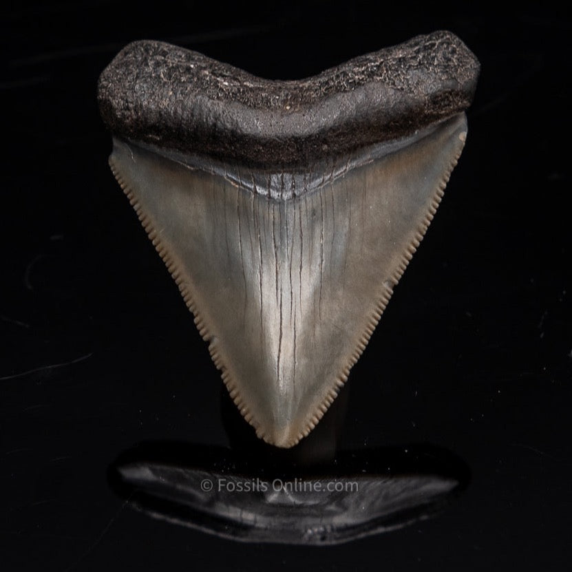 Venice  Megalodon shark Tooth