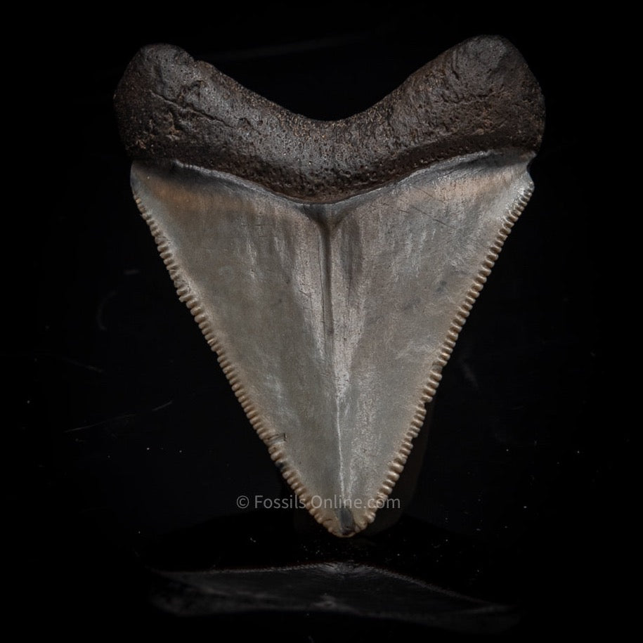 Venice Megalodon 1.8"