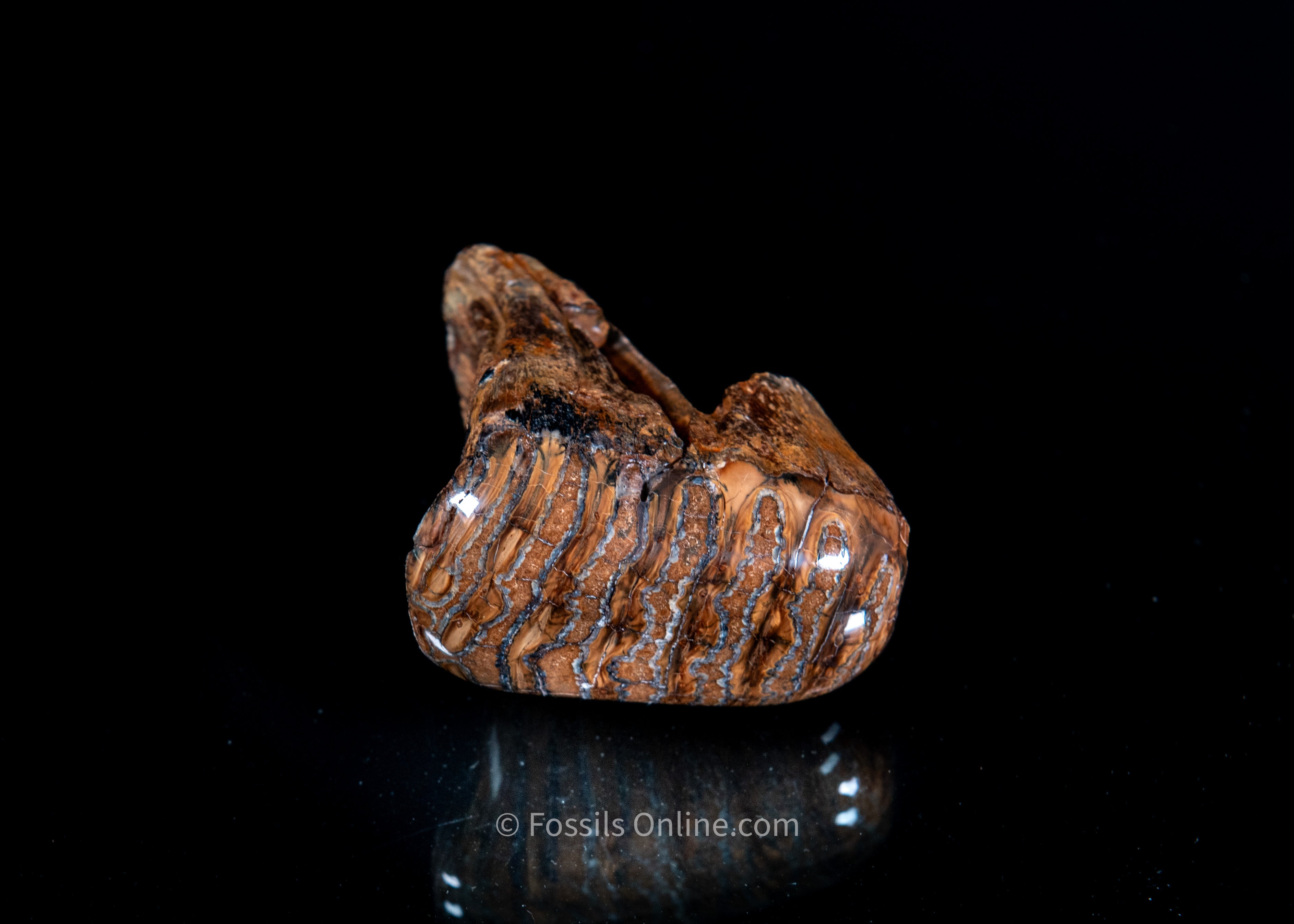 Unique Polished Woolly Mammoth Tooth