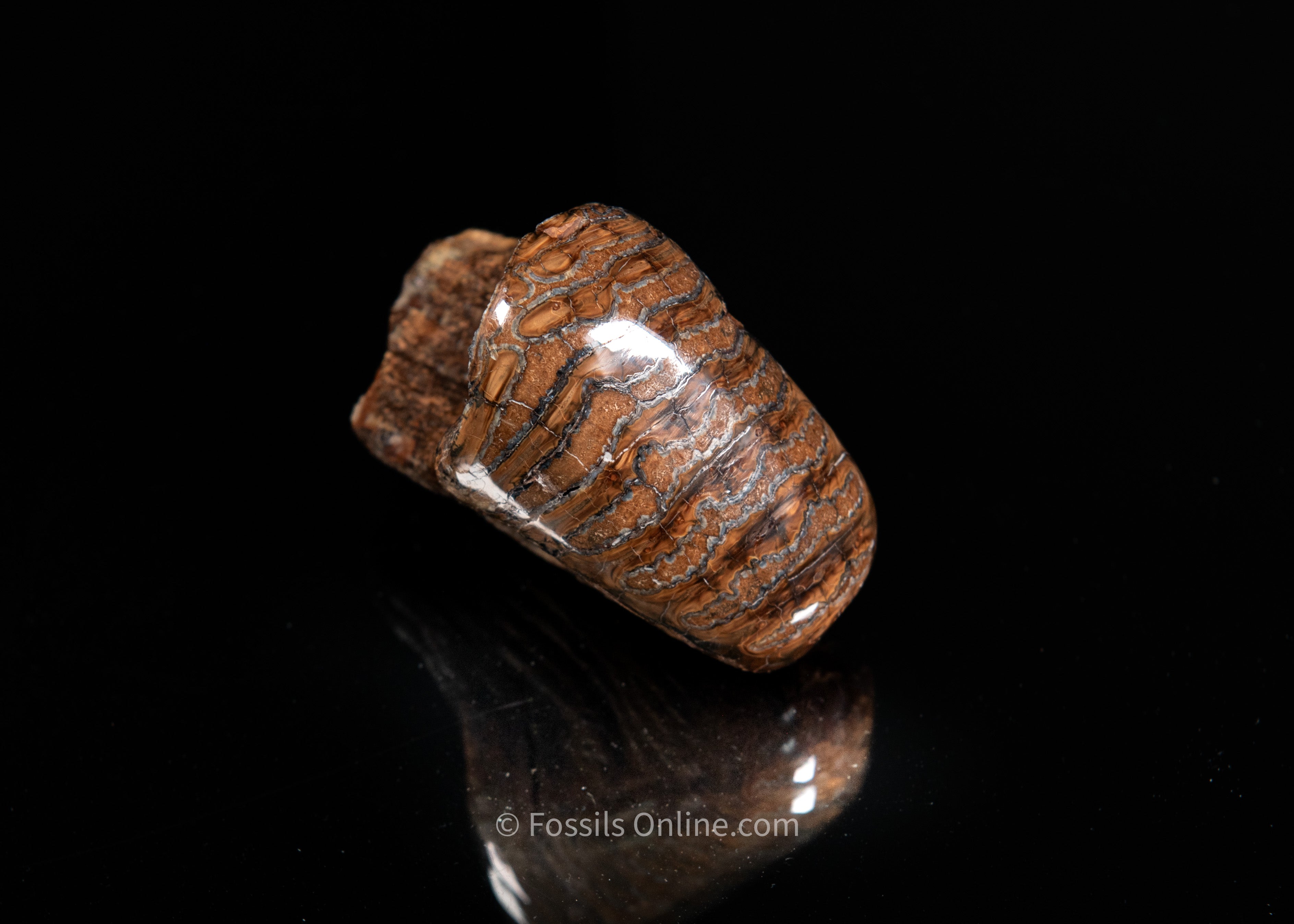 Unique Polished Woolly Mammoth Tooth