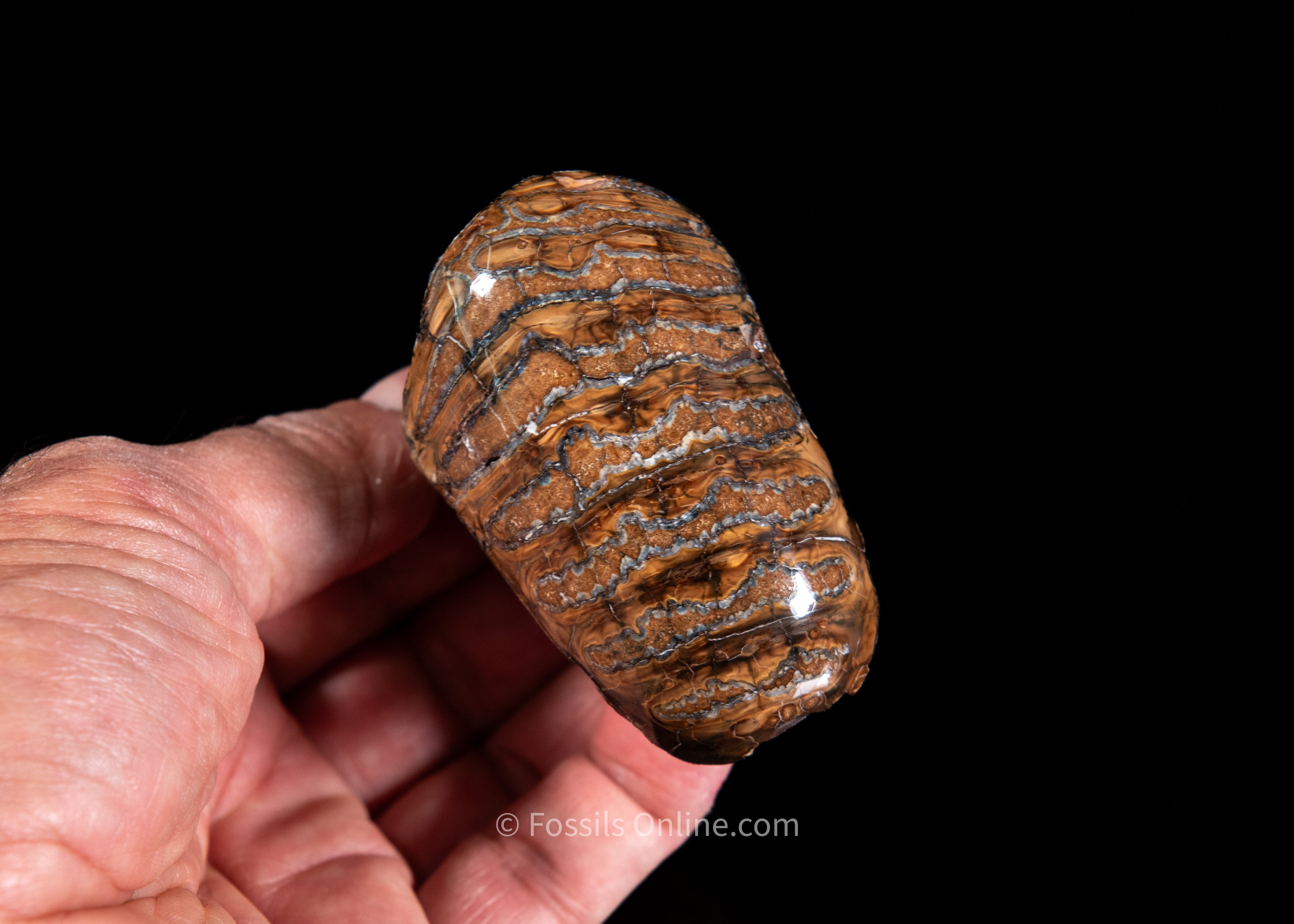 Unique Polished Woolly Mammoth Tooth