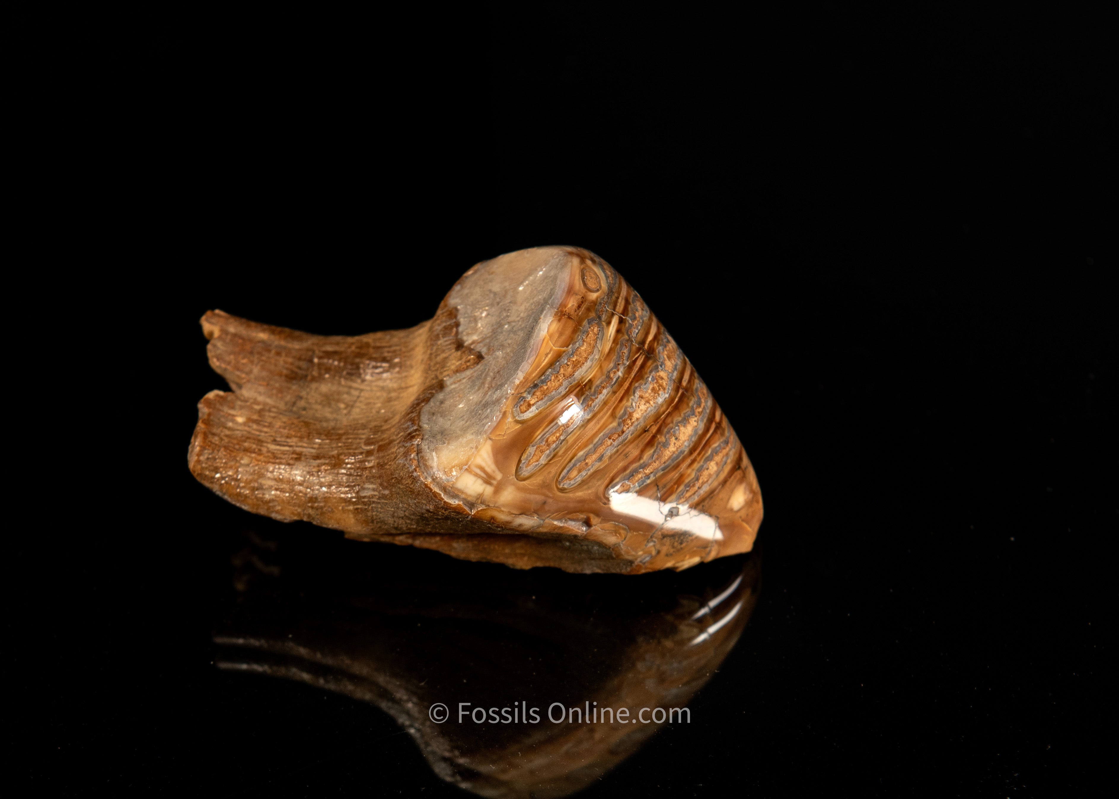 Unique Polished Baby Woolly Mammoth Tooth
