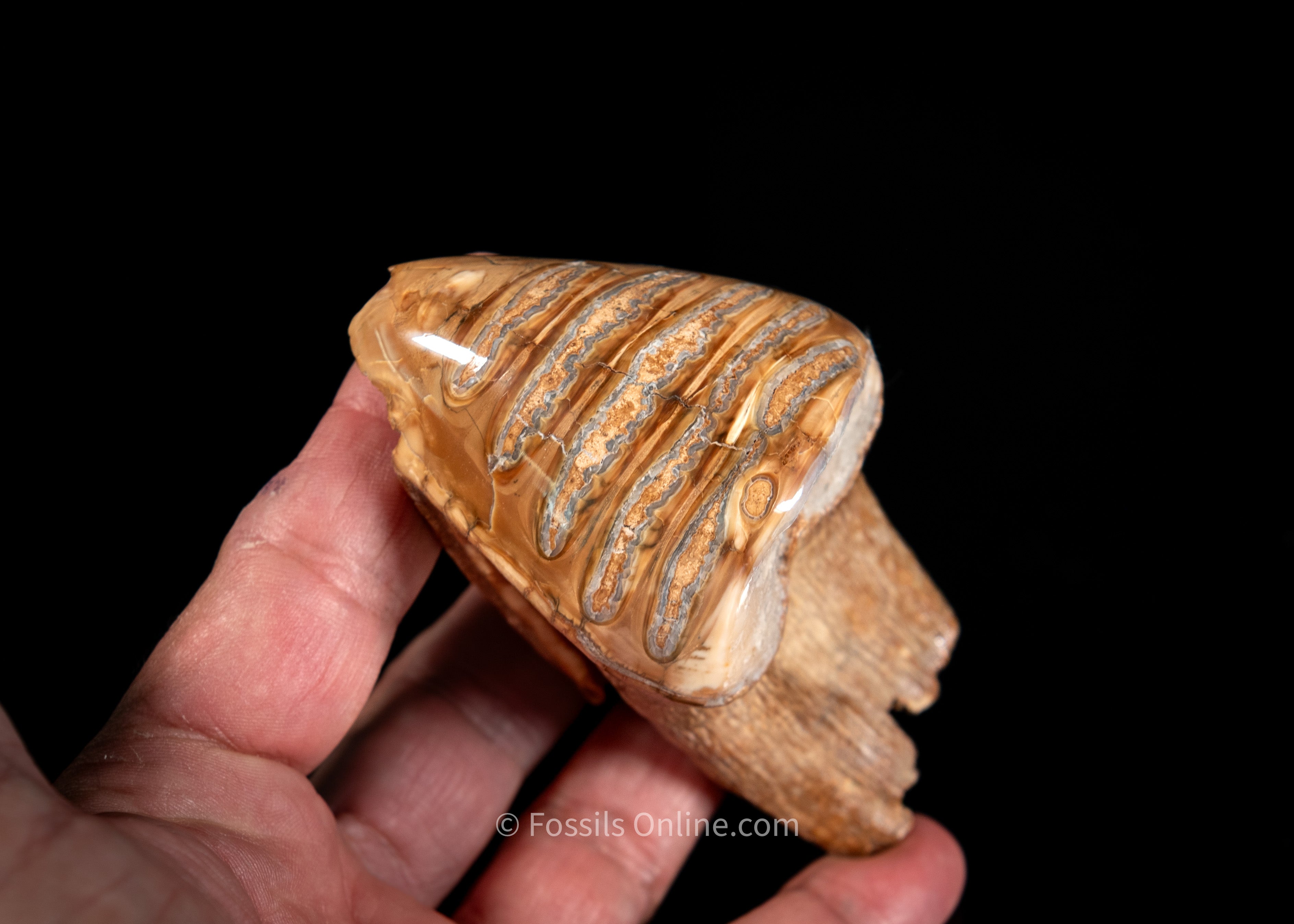Unique Polished Baby Woolly Mammoth Tooth