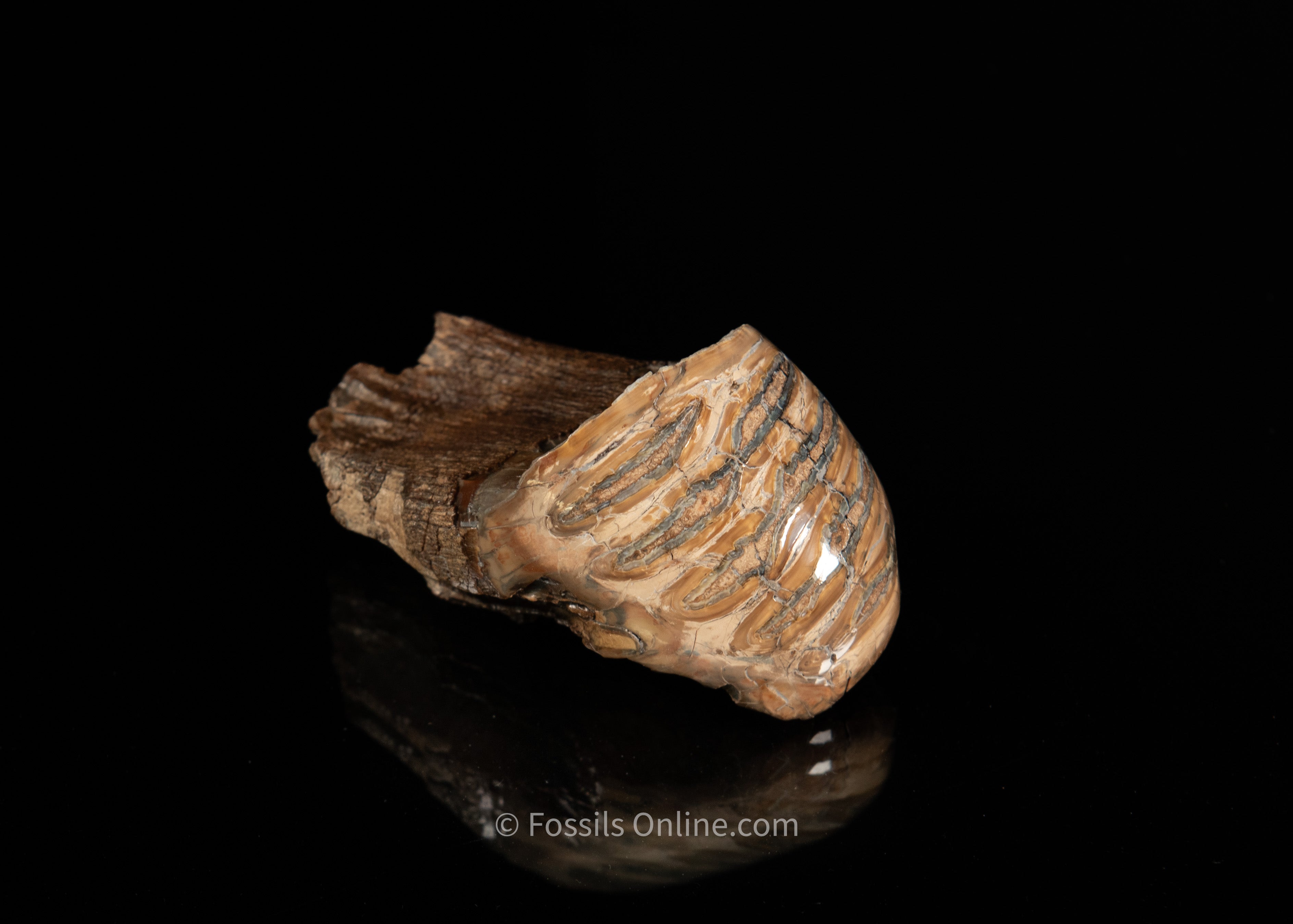 Polished Siberia Woolly Mammoth Tooth