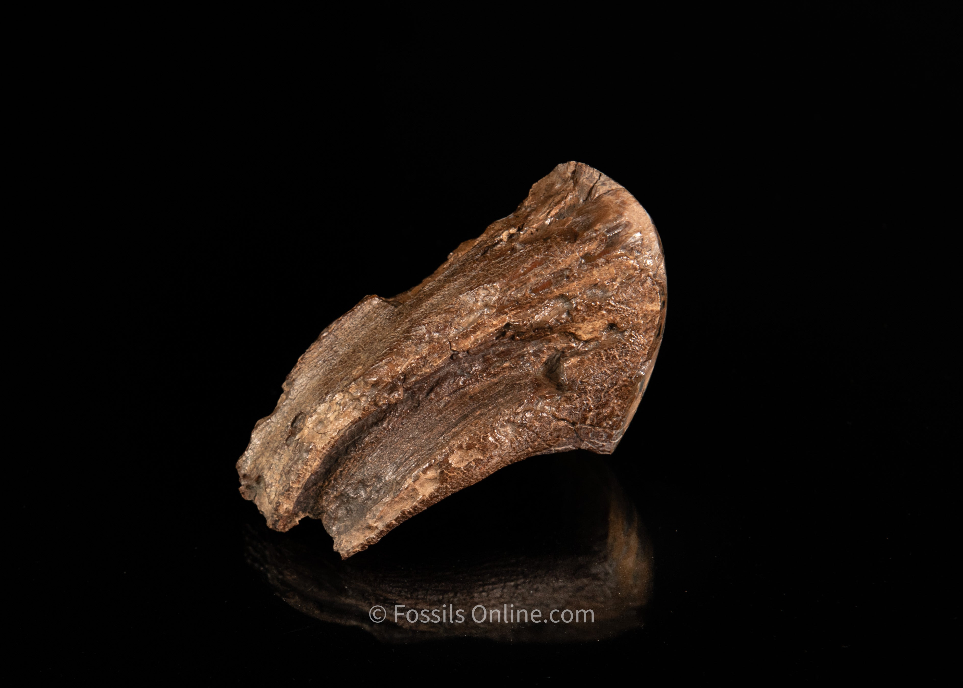 Polished Siberia Woolly Mammoth Tooth
