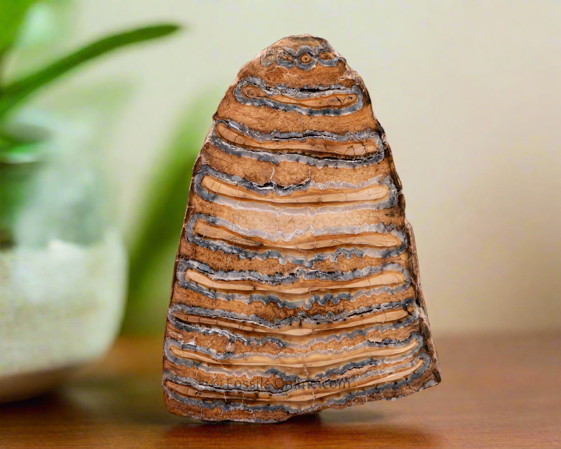 Woolly Mammoth Tooth Slice from Siberia