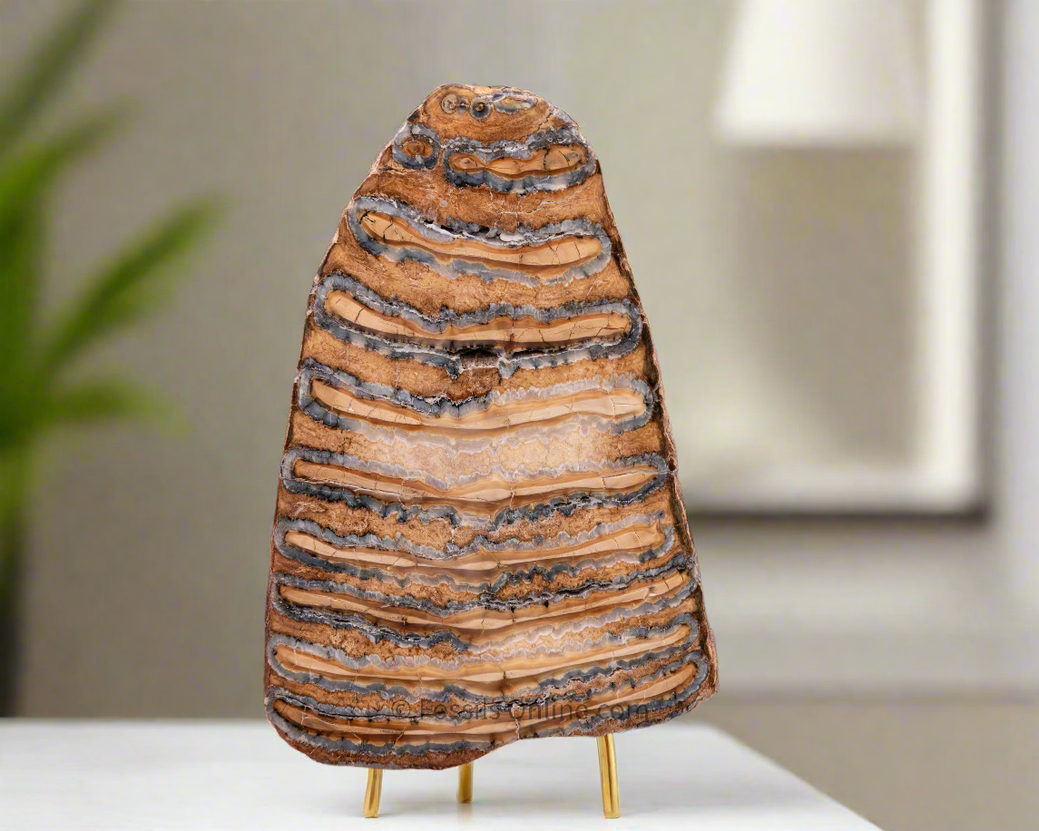 Woolly Mammoth Tooth Slice from Siberia