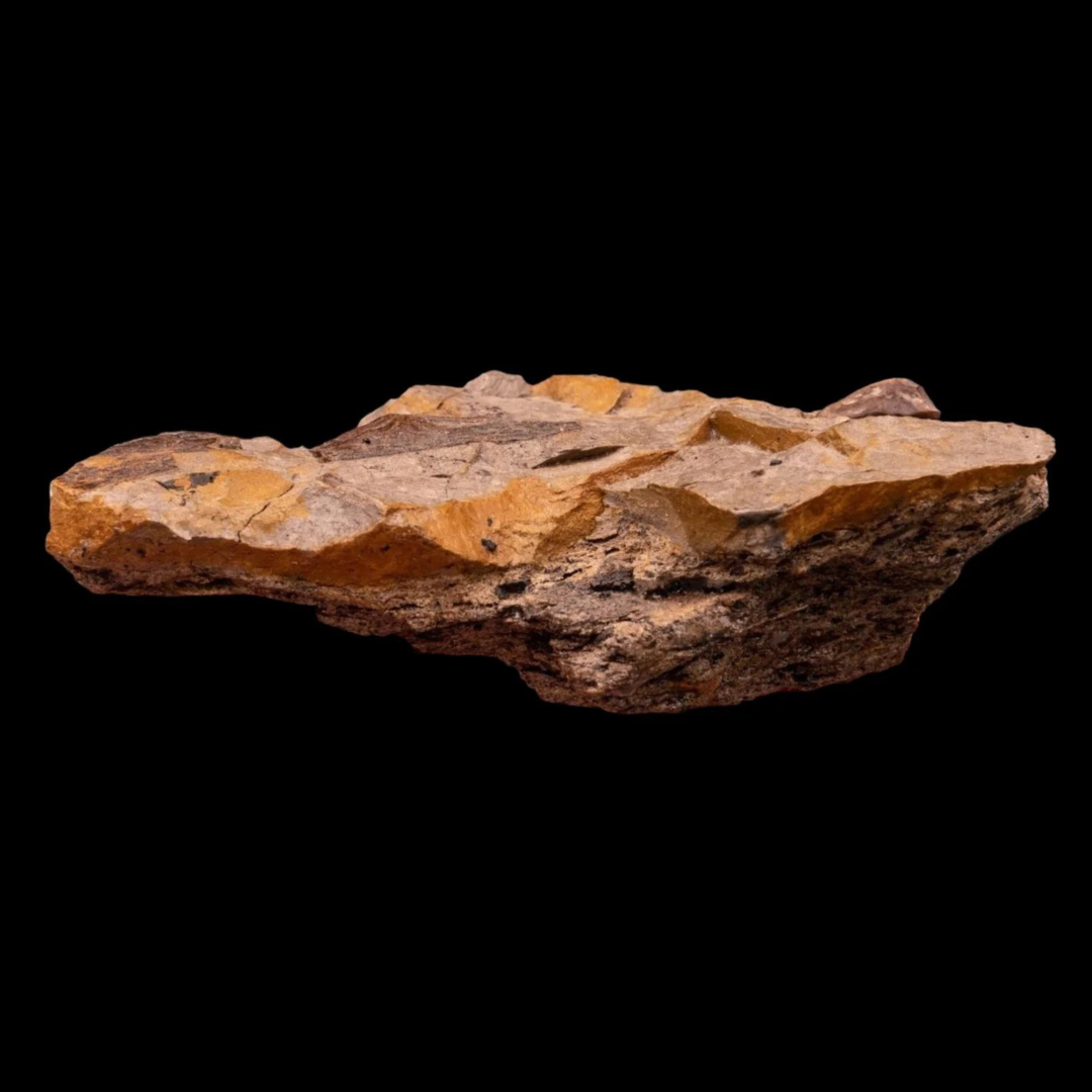 Hadrosaur Tooth in Matrix Aguja Formation