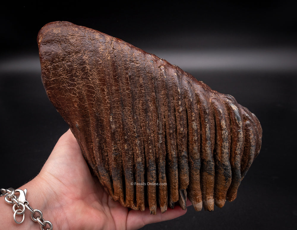 Mammoth Tooth from Siberia