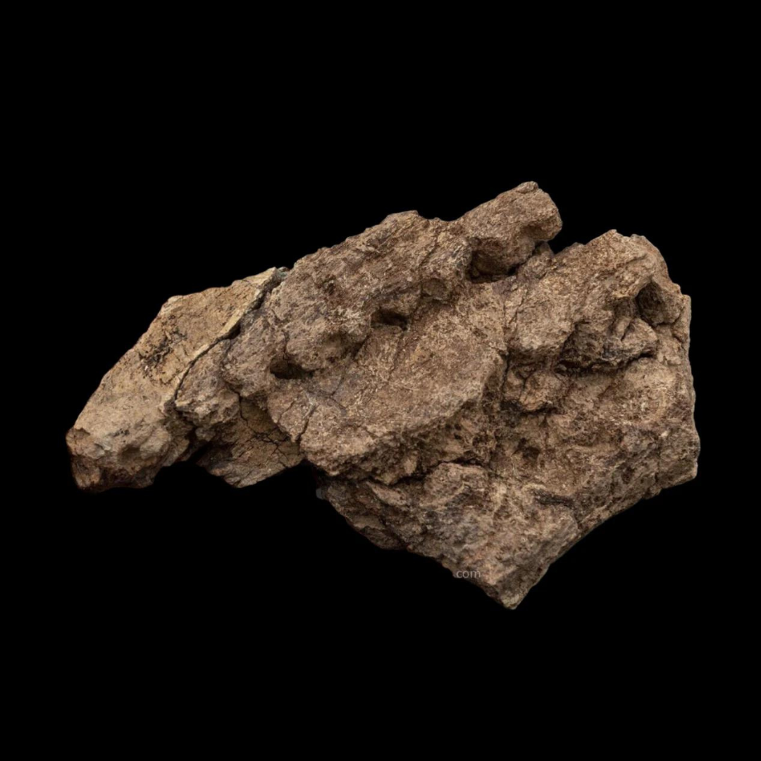 LG Fossil Triceratops Jaw Hell Creek MT