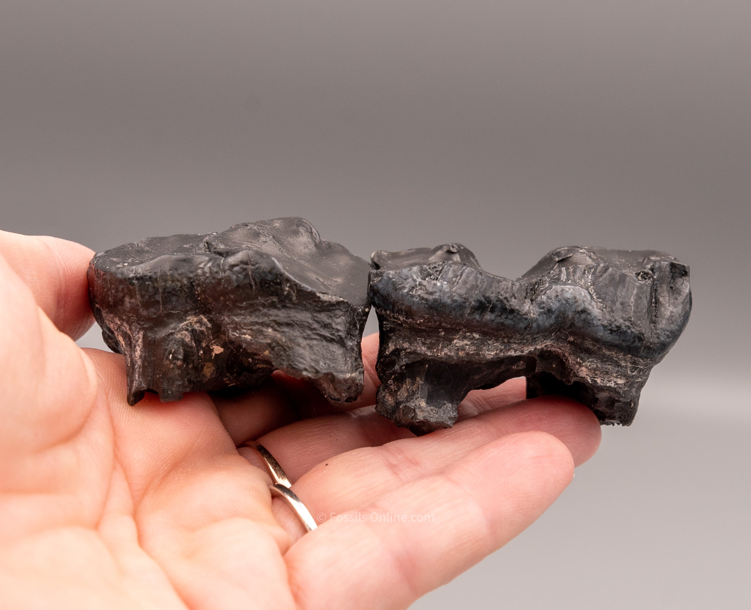 Pair of Associated Juvenile Gomphothere Teeth Florida Fossils