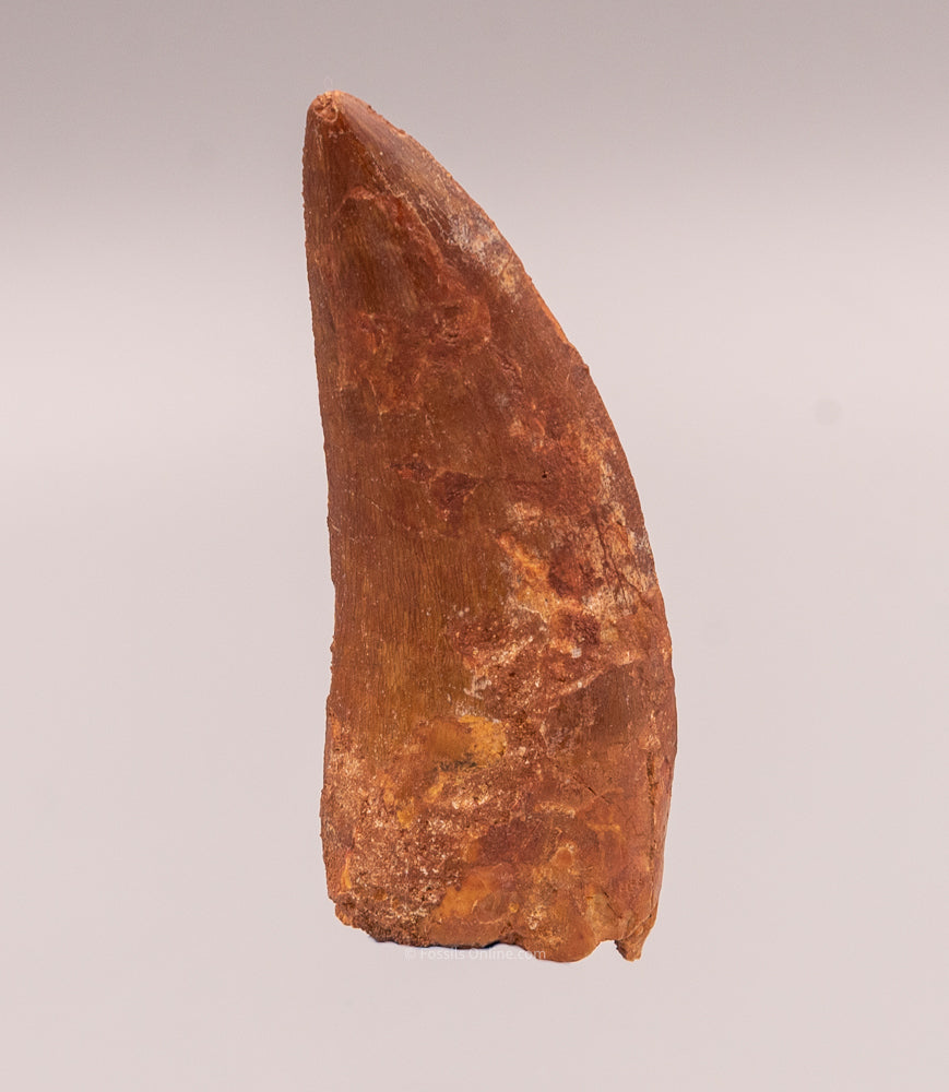 Carcharodontosaurus Tooth not T. rex. Theropod Dinosaur