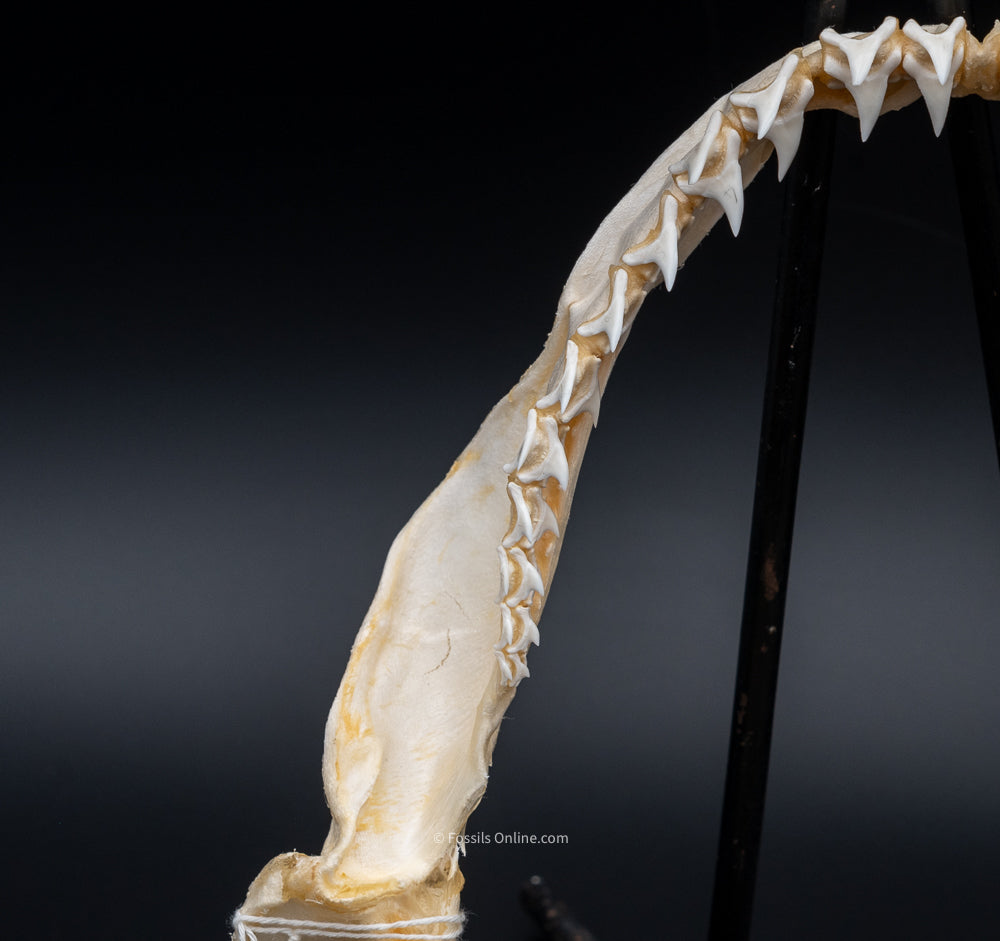 Bigeye Thresher Shark Jaw left side