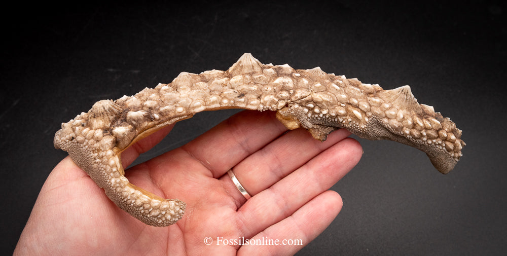 Shark Ray Dorsal Spine