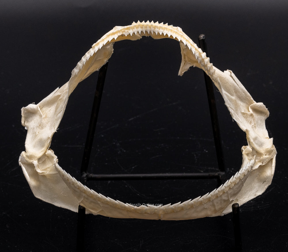 Gulper shark Jaw w/DATA