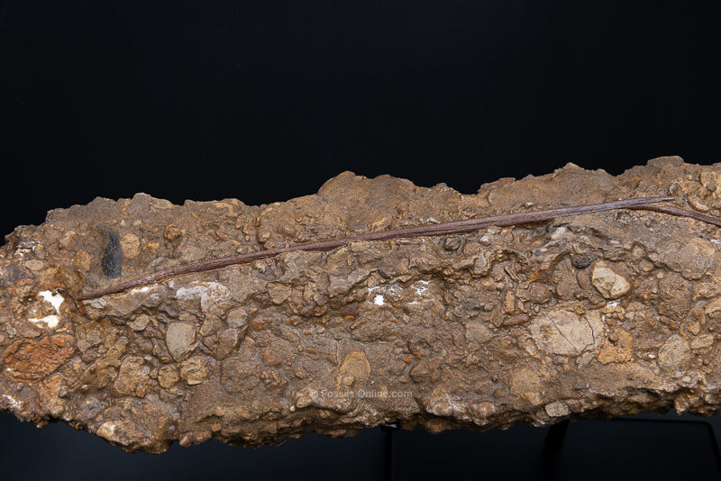 Hadrosaur Tendons in Matrix close