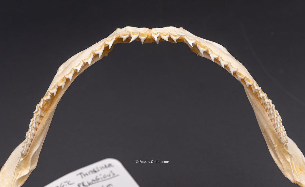 Pelagic Thresher Jaw w/ DATA