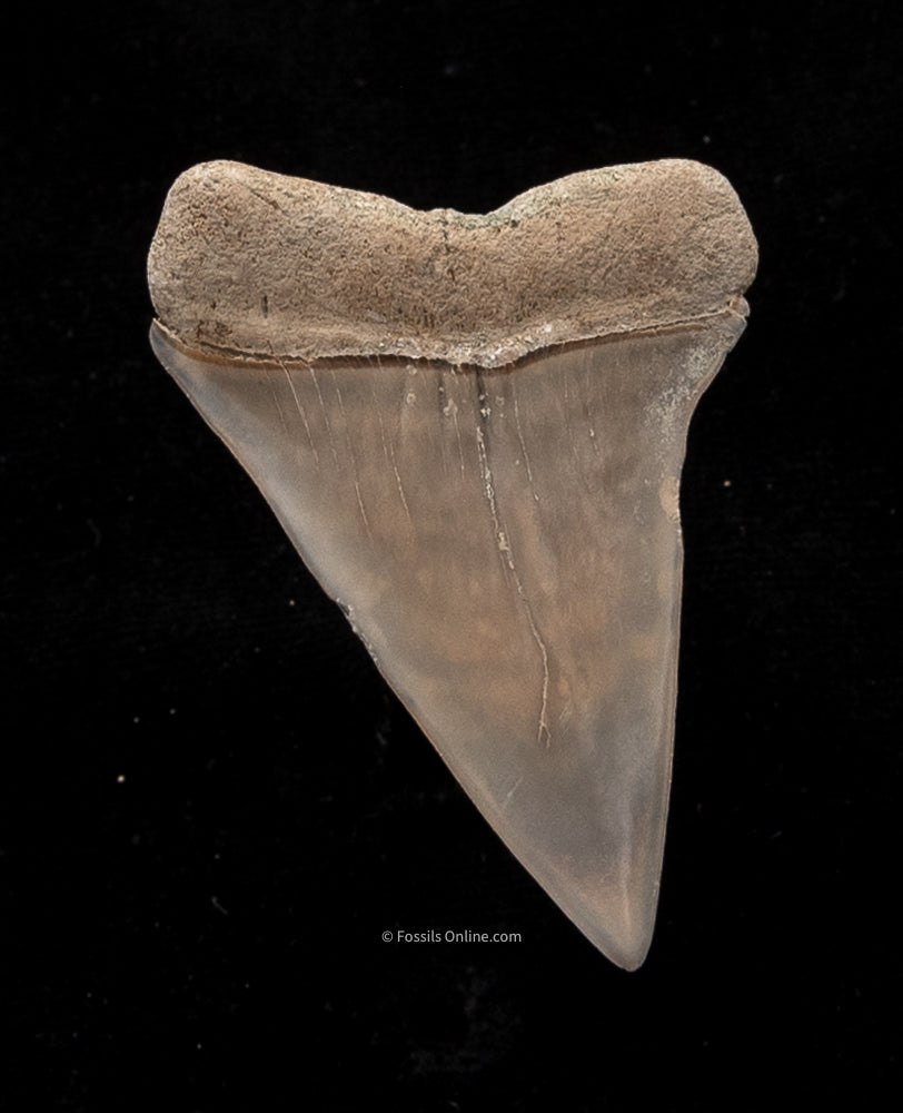 Extinct Fossil Mako Shark Tooth