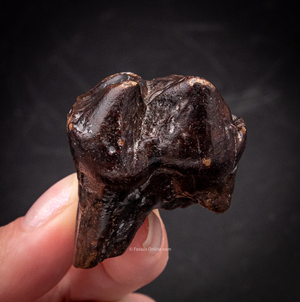 Rare Baby Mastodon Tooth