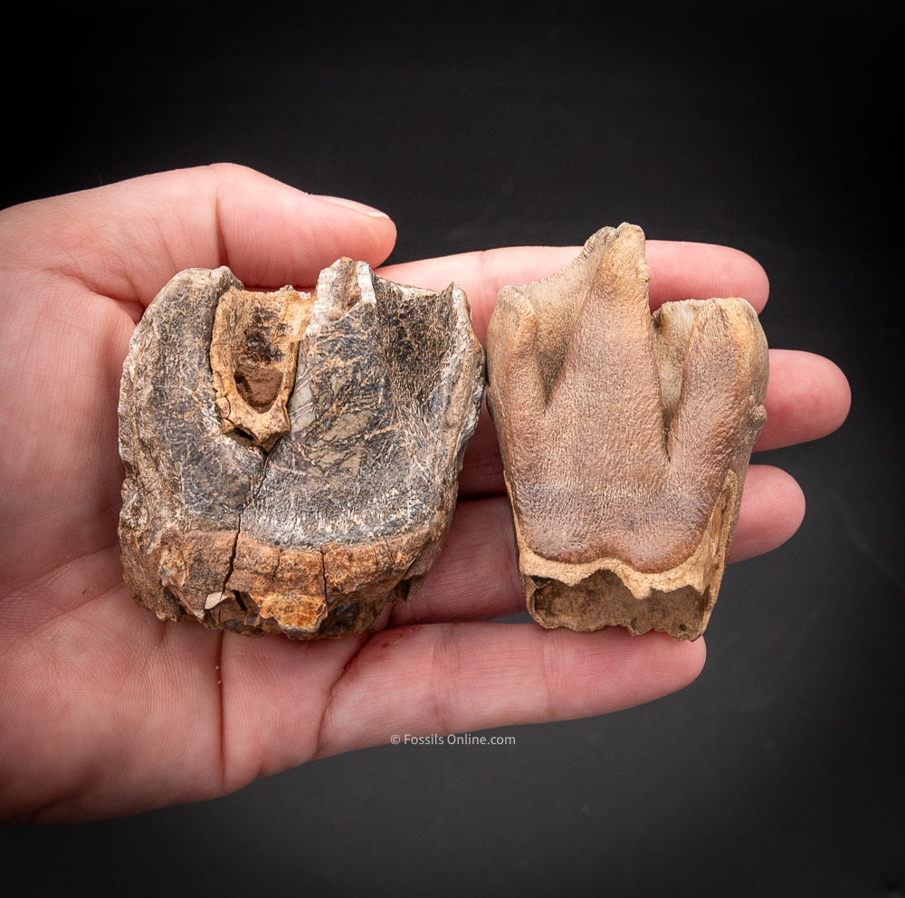 Pair of Woolly Rhino Teeth Siberia