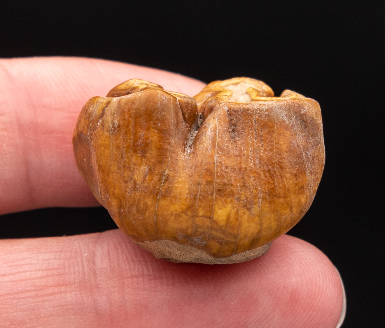 RARE  Fossil Dugong Tooth Gainesville Creek