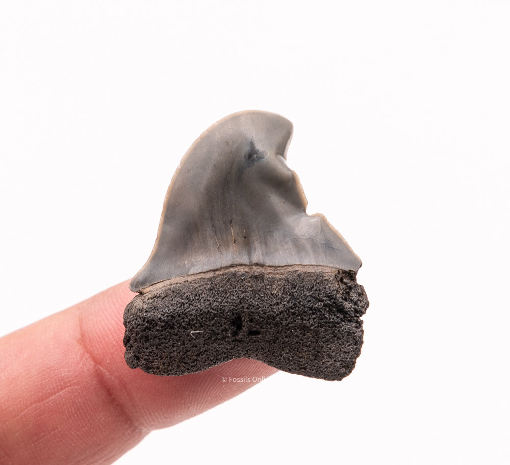 Deformed C. hastalis Mako Shark Tooth