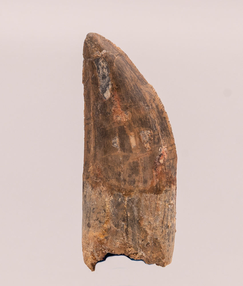 Carcharodontosaurus Tooth not T. rex. Theropod Dinosaur