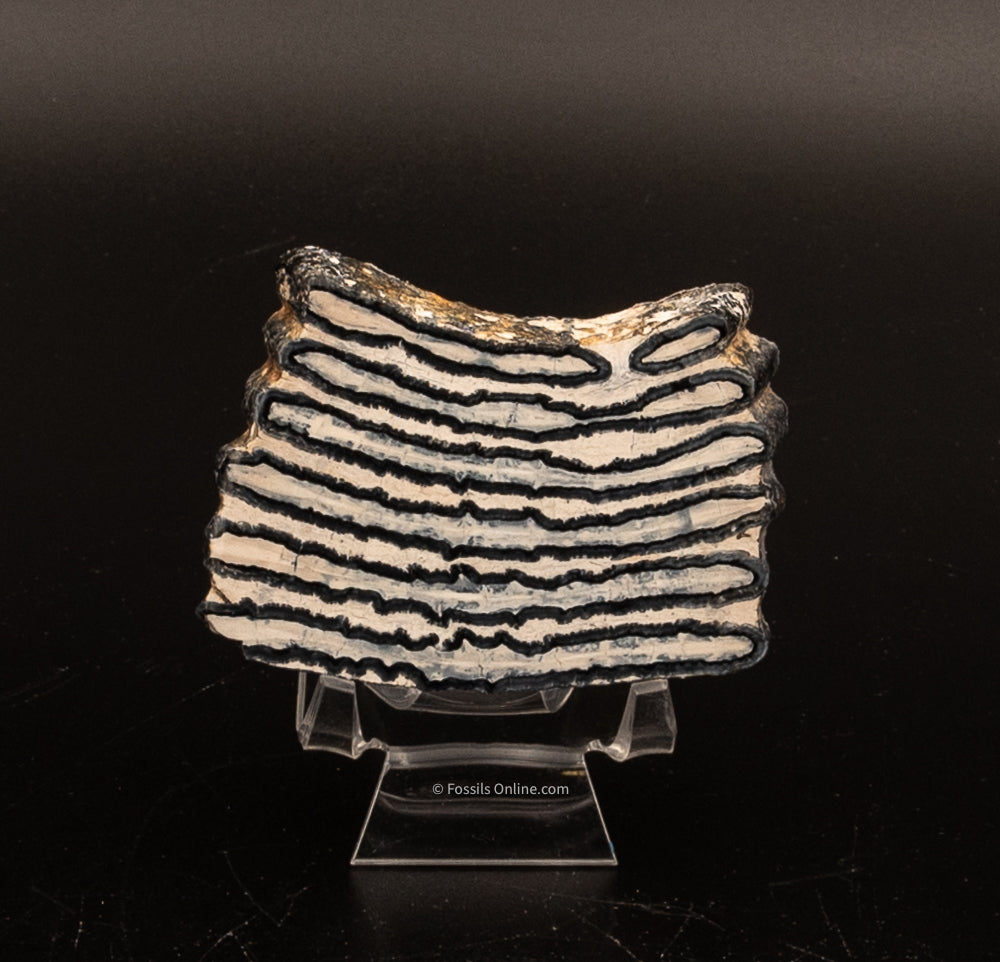 Polished Mammoth Tooth Slice from Venice