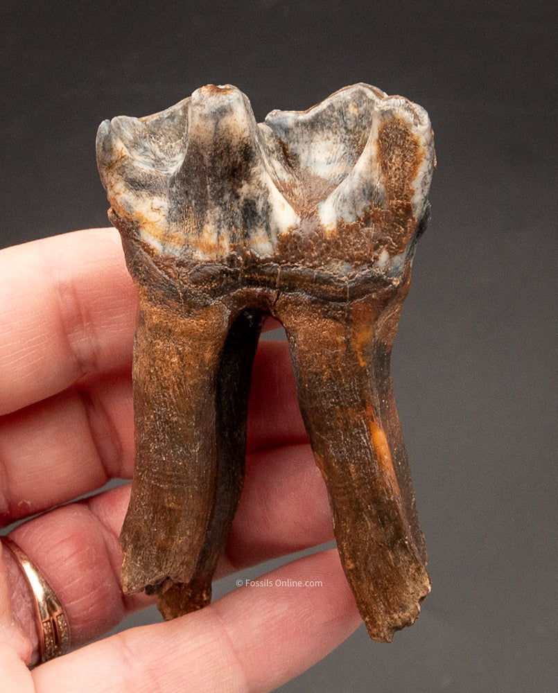 Rooted Woolly Rhino Tooth